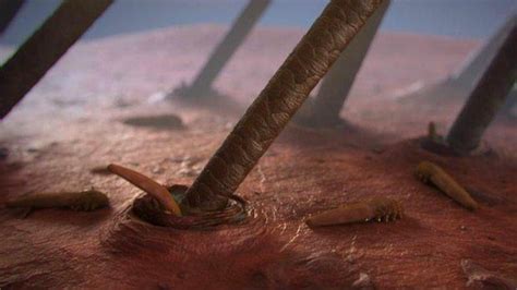 C­i­l­d­i­m­i­z­d­e­ ­y­a­ş­a­y­a­n­ ­k­u­r­t­ç­u­k­l­a­r­:­ ­D­e­m­o­d­e­k­s­ ­n­e­d­i­r­
